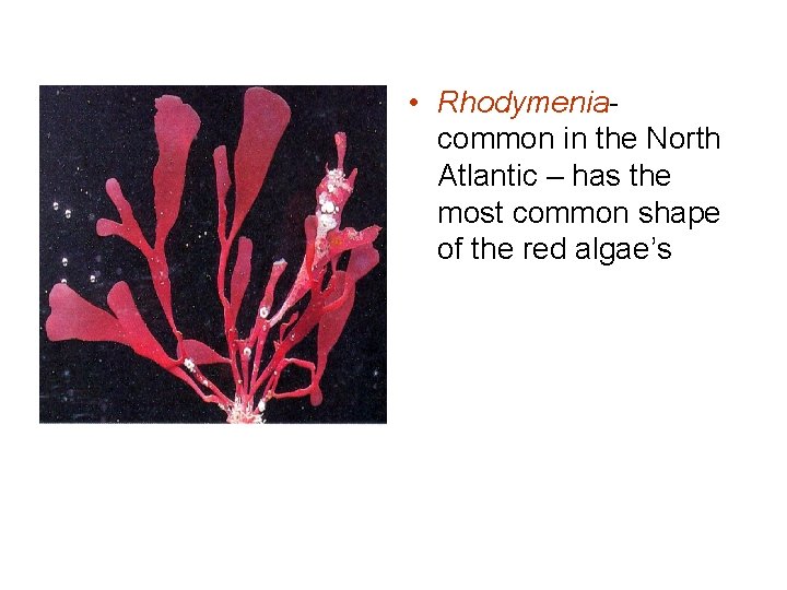 • Rhodymeniacommon in the North Atlantic – has the most common shape of • Rhodymeniacommon in the North Atlantic – has the most common shape of