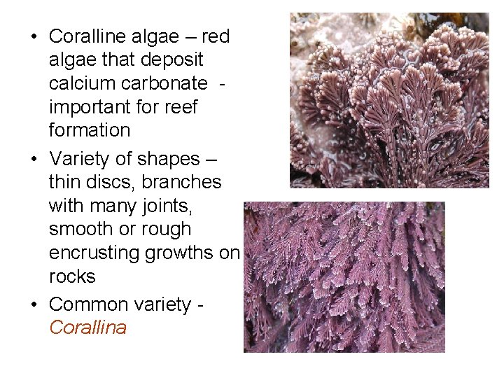 • Coralline algae – red algae that deposit calcium carbonate important for reef • Coralline algae – red algae that deposit calcium carbonate important for reef