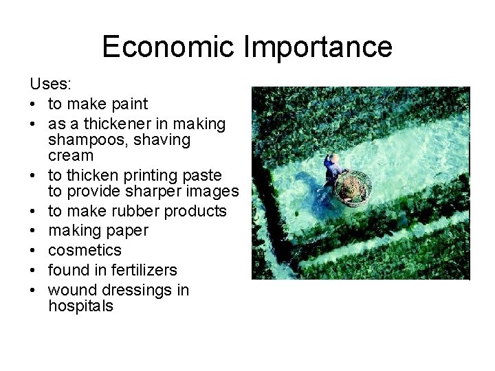Economic Importance Uses: • to make paint • as a thickener in making shampoos, Economic Importance Uses: • to make paint • as a thickener in making shampoos,