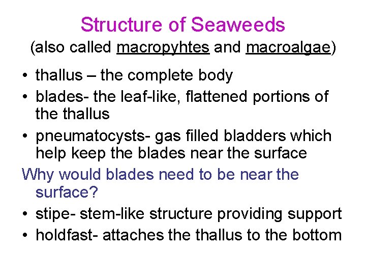 Structure of Seaweeds (also called macropyhtes and macroalgae) • thallus – the complete body Structure of Seaweeds (also called macropyhtes and macroalgae) • thallus – the complete body