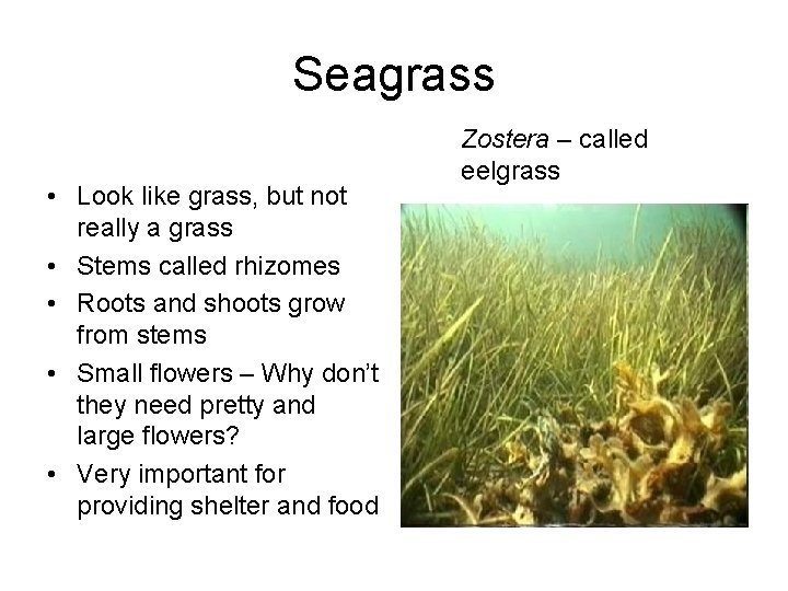 Seagrass • Look like grass, but not really a grass • Stems called rhizomes Seagrass • Look like grass, but not really a grass • Stems called rhizomes