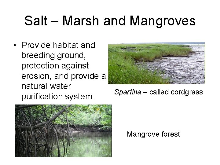 Salt – Marsh and Mangroves • Provide habitat and breeding ground, protection against erosion, Salt – Marsh and Mangroves • Provide habitat and breeding ground, protection against erosion,