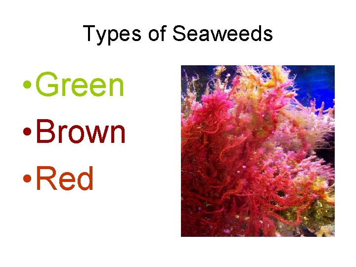 Types of Seaweeds • Green • Brown • Red Types of Seaweeds • Green • Brown • Red