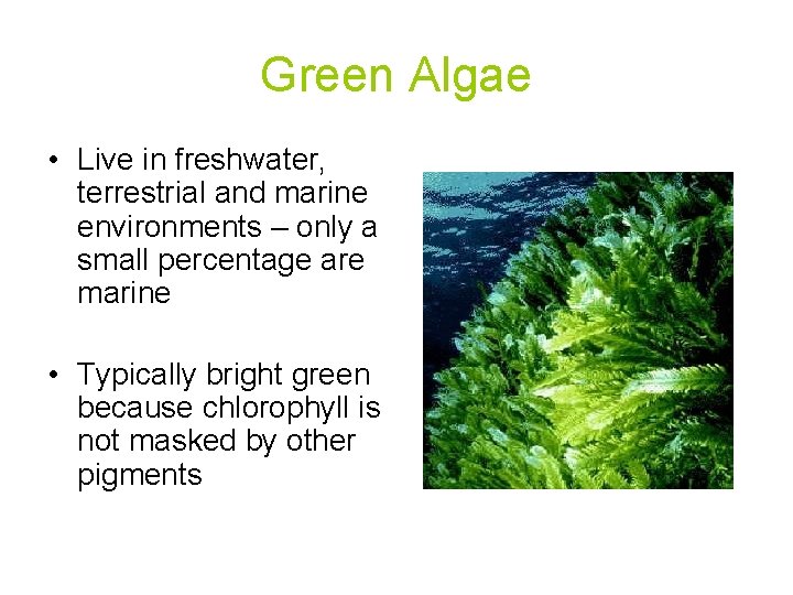Green Algae • Live in freshwater, terrestrial and marine environments – only a small Green Algae • Live in freshwater, terrestrial and marine environments – only a small