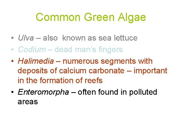 Common Green Algae • Ulva – also known as sea lettuce • Codium – Common Green Algae • Ulva – also known as sea lettuce • Codium –