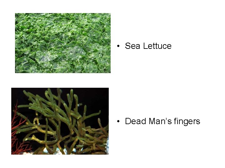 • Sea Lettuce • Dead Man’s fingers • Sea Lettuce • Dead Man’s fingers