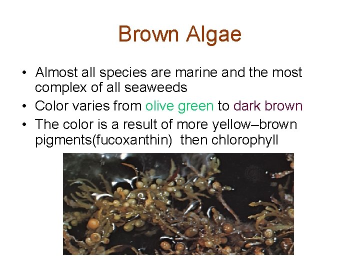 Brown Algae • Almost all species are marine and the most complex of all Brown Algae • Almost all species are marine and the most complex of all