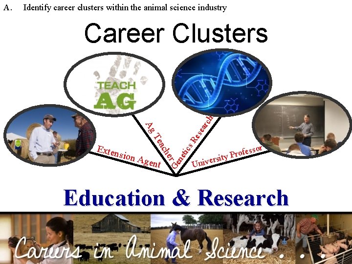 Identify career clusters within the animal science industry or fess o r P y