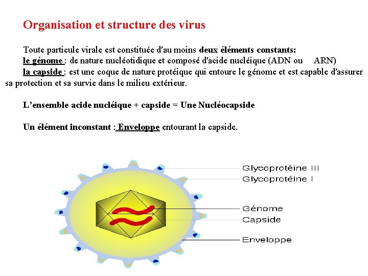 Organisation et structure des virus Toute particule virale est constituée d'au moins deux éléments