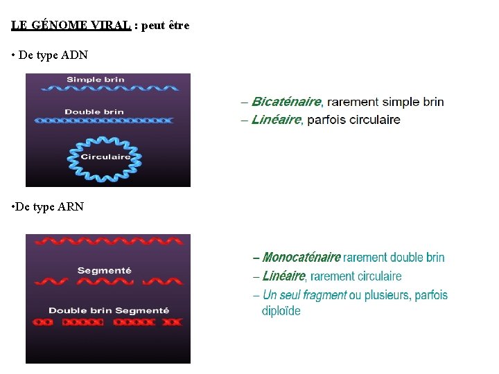 LE GÉNOME VIRAL : peut être • De type ADN • De type ARN