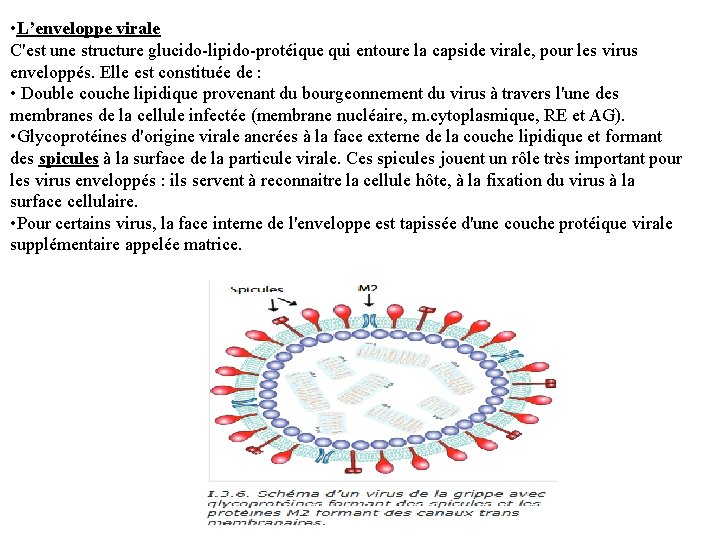  • L’enveloppe virale C'est une structure glucido-lipido-protéique qui entoure la capside virale, pour