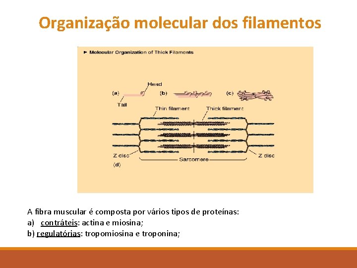 Organização molecular dos filamentos A fibra muscular é composta por vários tipos de proteínas: