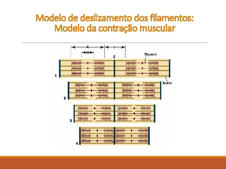 Modelo de deslizamento dos filamentos: Modelo da contração muscular 