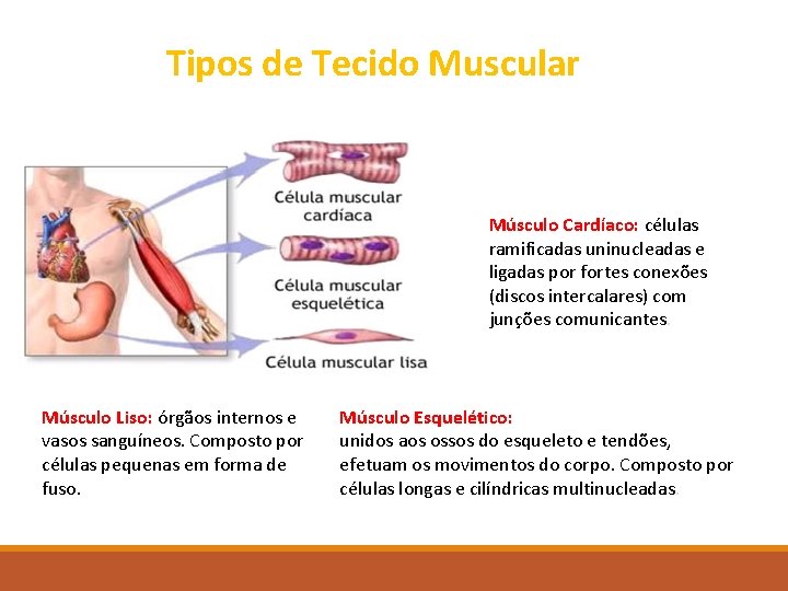 Tipos de Tecido Muscular Músculo Cardíaco: células ramificadas uninucleadas e ligadas por fortes conexões