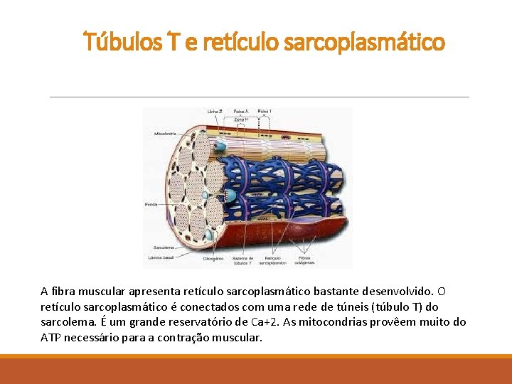 Túbulos T e retículo sarcoplasmático A fibra muscular apresenta retículo sarcoplasmático bastante desenvolvido. O
