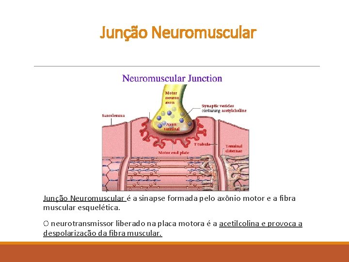 Junção Neuromuscular é a sinapse formada pelo axônio motor e a fibra muscular esquelética.