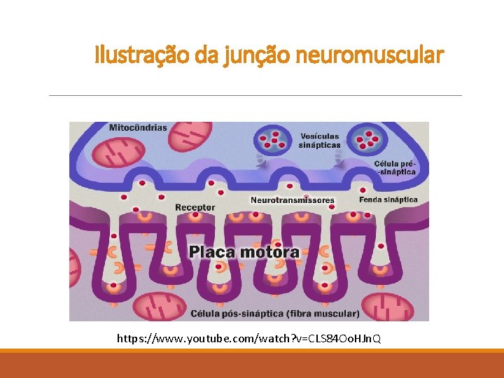 Ilustração da junção neuromuscular https: //www. youtube. com/watch? v=CLS 84 Oo. HJn. Q 