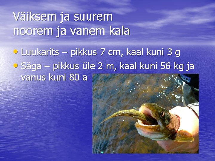 Väiksem ja suurem noorem ja vanem kala • Luukarits – pikkus 7 cm, kaal