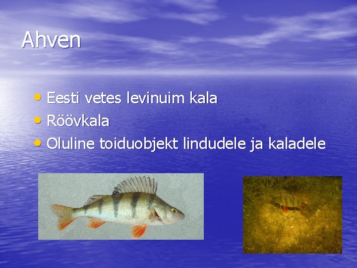 Ahven • Eesti vetes levinuim kala • Röövkala • Oluline toiduobjekt lindudele ja kaladele