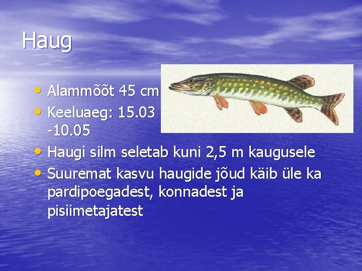 Haug • Alammõõt 45 cm • Keeluaeg: 15. 03 -10. 05 • Haugi silm