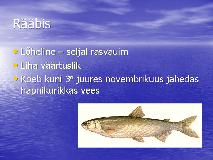 Rääbis • Lõheline – seljal rasvauim • Liha väärtuslik • Koeb kuni 3 o