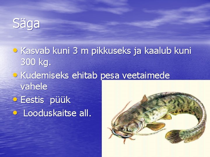 Säga • Kasvab kuni 3 m pikkuseks ja kaalub kuni 300 kg. • Kudemiseks