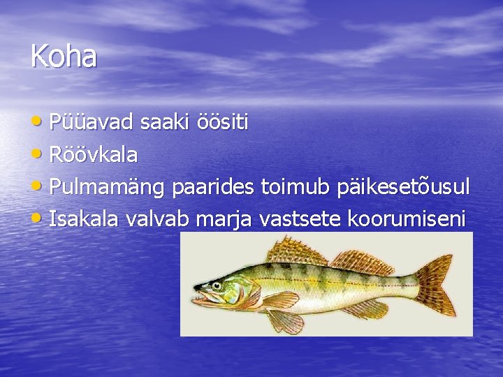 Koha • Püüavad saaki öösiti • Röövkala • Pulmamäng paarides toimub päikesetõusul • Isakala