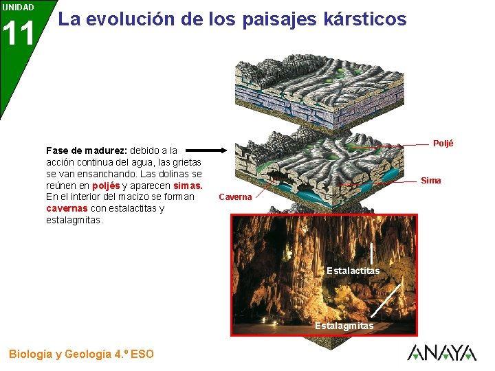 UNIDAD 11 3 La evolución de los paisajes kársticos Fase de madurez: debido a UNIDAD 11 3 La evolución de los paisajes kársticos Fase de madurez: debido a