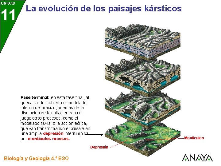 UNIDAD 11 3 La evolución de los paisajes kársticos Fase terminal: en esta fase UNIDAD 11 3 La evolución de los paisajes kársticos Fase terminal: en esta fase