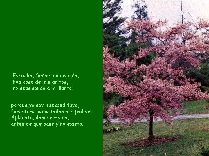 Escucha, Señor, mi oración, haz caso de mis gritos, no seas sordo a mi