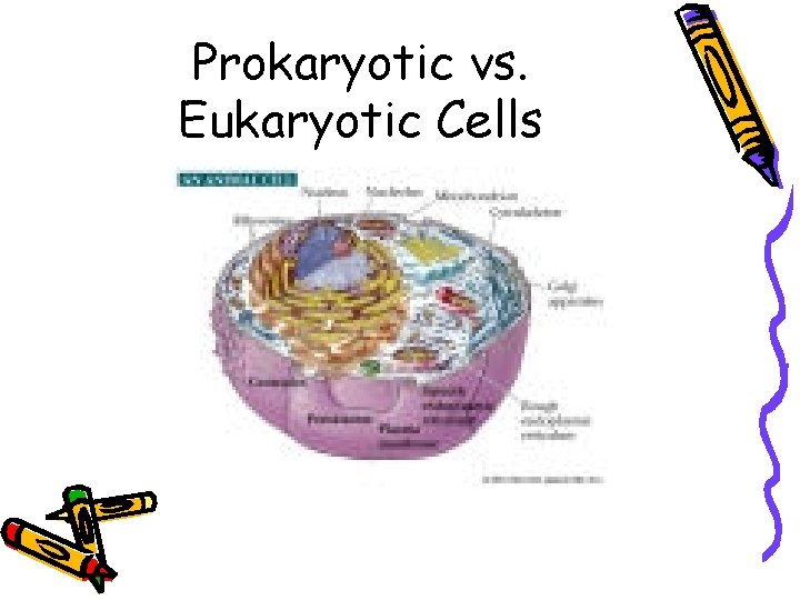 Prokaryotic vs. Eukaryotic Cells 