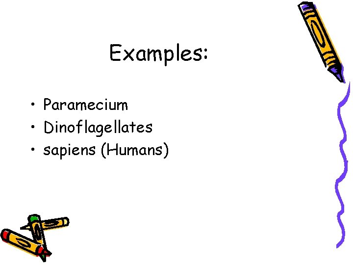 Examples: • Paramecium • Dinoflagellates • sapiens (Humans) 