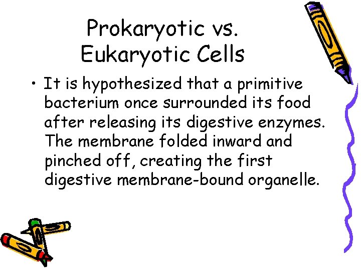 Prokaryotic vs. Eukaryotic Cells • It is hypothesized that a primitive bacterium once surrounded