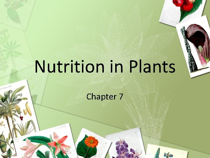 Nutrition in Plants Chapter 7 