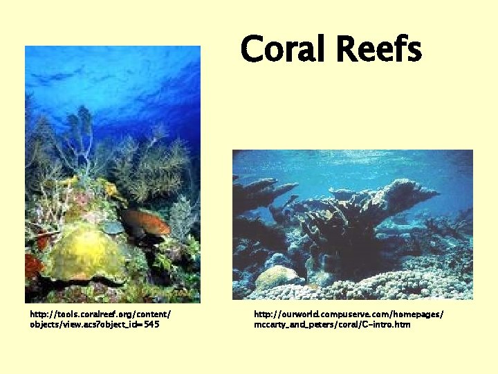 Coral Reefs http: //tools. coralreef. org/content/ objects/view. acs? object_id=545 http: //ourworld. compuserve. com/homepages/ mccarty_and_peters/coral/C-intro.