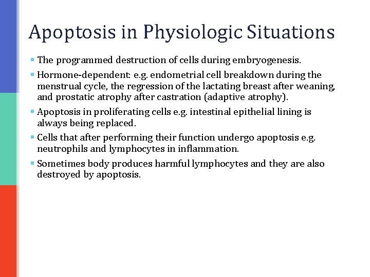 Apoptosis in Physiologic Situations § The programmed destruction of cells during embryogenesis. § Hormone-dependent: