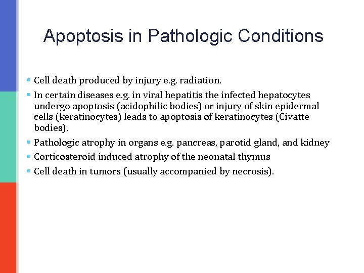 Apoptosis in Pathologic Conditions § Cell death produced by injury e. g. radiation. §