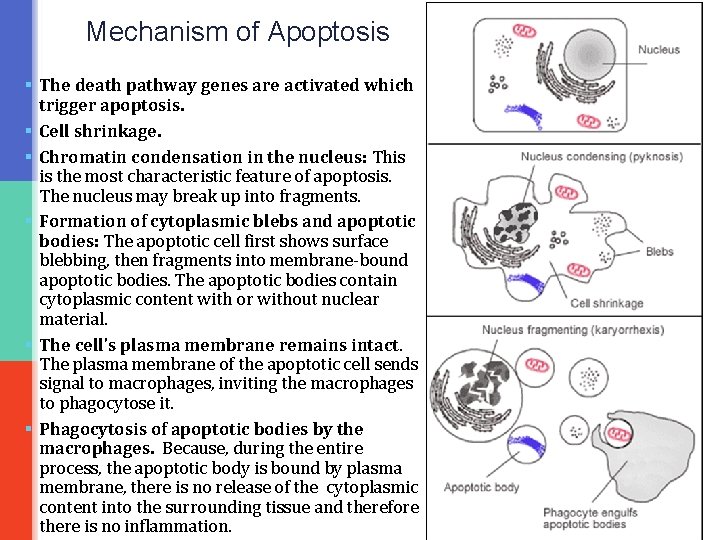 Mechanism of Apoptosis § The death pathway genes are activated which trigger apoptosis. §