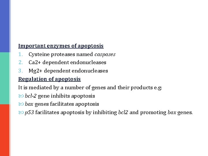 Important enzymes of apoptosis 1. Cysteine proteases named caspases 2. Ca 2+ dependent endonucleases