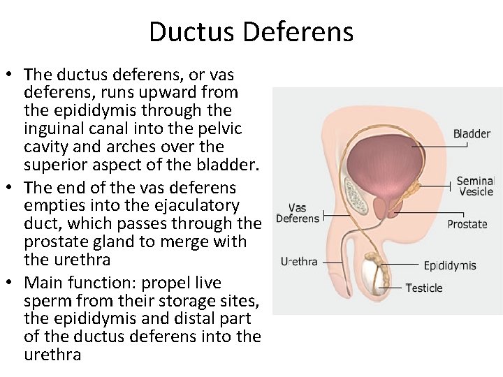 Ductus Deferens • The ductus deferens, or vas deferens, runs upward from the epididymis