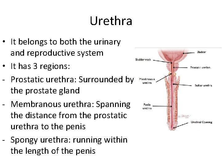 Urethra • It belongs to both the urinary and reproductive system • It has