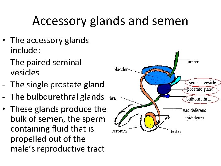 Accessory glands and semen • The accessory glands include: - The paired seminal vesicles