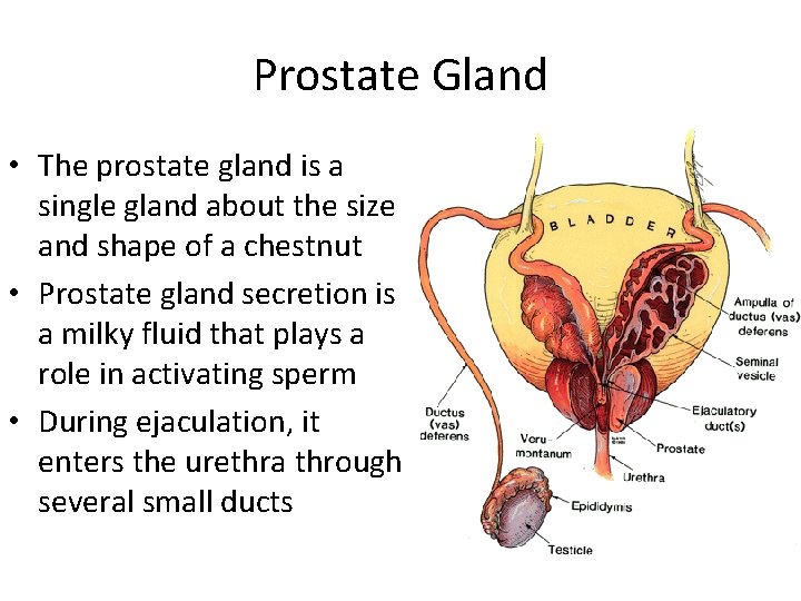 Prostate Gland • The prostate gland is a single gland about the size and