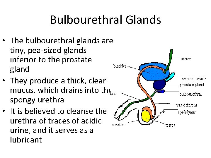 Bulbourethral Glands • The bulbourethral glands are tiny, pea-sized glands inferior to the prostate