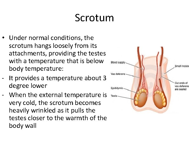 Scrotum • Under normal conditions, the scrotum hangs loosely from its attachments, providing the