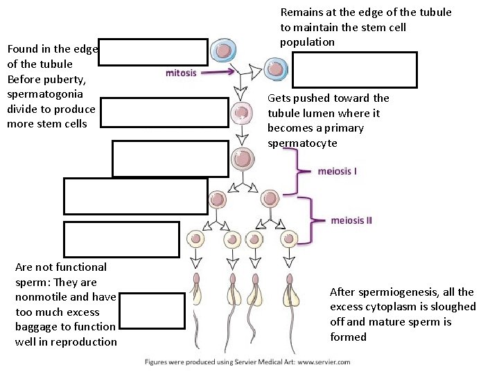 Found in the edge of the tubule Before puberty, spermatogonia divide to produce more