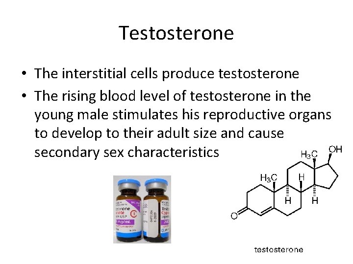 Testosterone • The interstitial cells produce testosterone • The rising blood level of testosterone