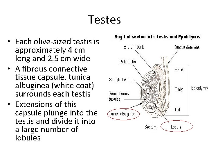 Testes • Each olive-sized testis is approximately 4 cm long and 2. 5 cm