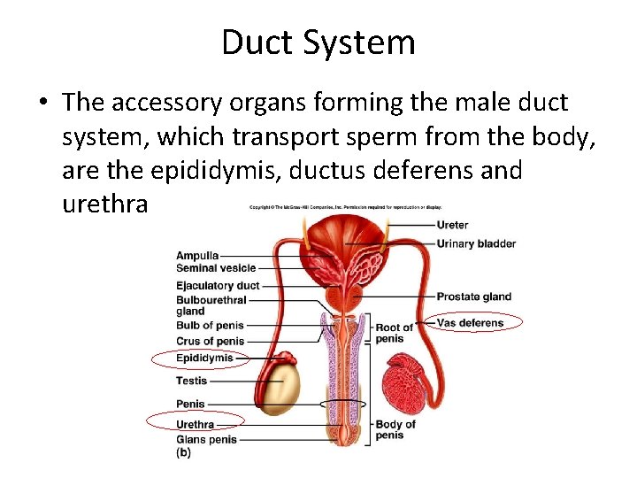 Duct System • The accessory organs forming the male duct system, which transport sperm