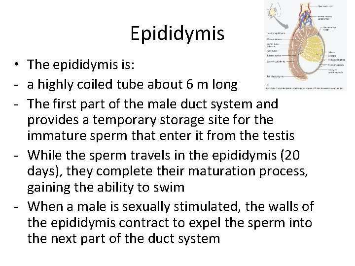 Epididymis • The epididymis is: - a highly coiled tube about 6 m long